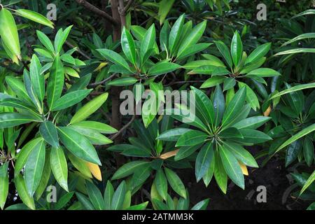 Pianta tropicale 'Sefrera' che diffonde foglie lussureggianti Foto Stock