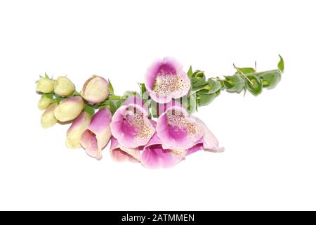 Ramo di fiori di volgastro isolato su sfondo bianco Foto Stock