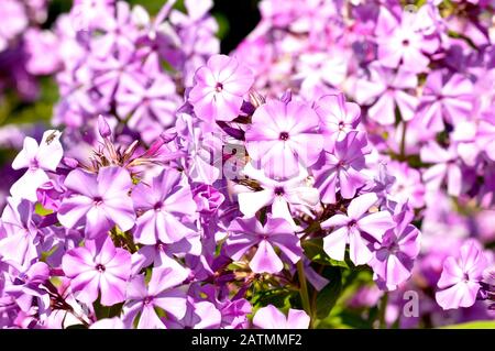 Viola giardino Phlox Foto Stock