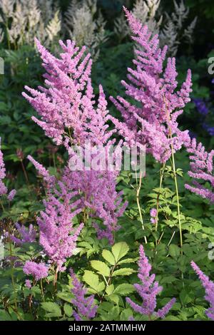 Rosa astilbe fioritura in un giardino ombreggiato Foto Stock