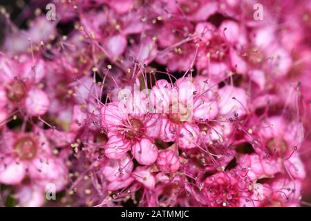 Closeup i fiori del giapponese meadowsweet Spiraea japonica Foto Stock