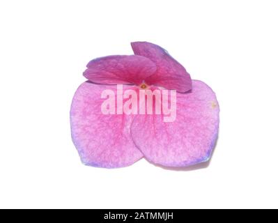 Un singolo fiore da Hydrangea macrophylla pianta di hortensia moophead rosa Foto Stock