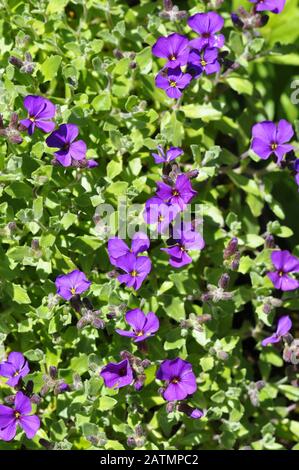 Fiori viola di Aubrieta Foto Stock