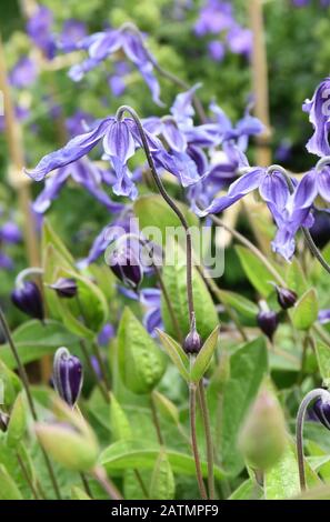 Clematis Alpino Blu in fiore in un giardino Foto Stock