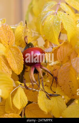 Rosa rugosa rosa orange e foglie gialle in autunno Foto Stock