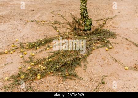 Deserto selvaggio gourd o colocynth (Citrullus colocynthis) Foto Stock