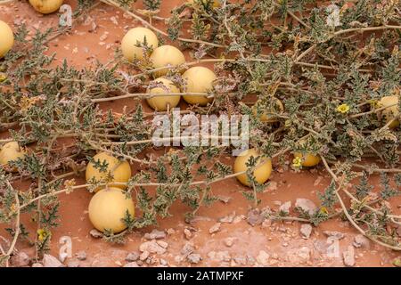 Deserto selvaggio gourd o colocynth (Citrullus colocynthis) Foto Stock