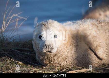 Donna Nook, Lincolnshire, Regno Unito - Nov 16 : chiudere fino sulla faccia di un simpatico fluffy neonato guarnizione grigio pup giacente in erba 16 Nov 2016 a Donna Nook Foto Stock