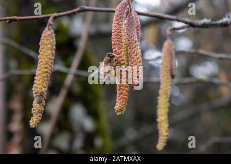 Ape che raccoglie polline da fiore di entum Foto Stock