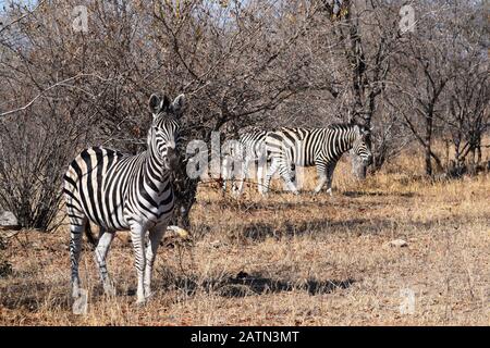 Piccolo gruppo di zebre che pascolano nel Parco Nazionale Kruger, Sud Africa Foto Stock