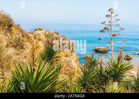 Mare turchese blu e scogliera rocciosa su una costa del Portogallo nella regione dell'Algarve. Bella vista panoramica dell'Oceano Atlantico, palme verdi e piante in primo piano Foto Stock