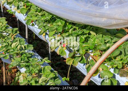 Pianta Di Fragole A Strawberry Farm A La Trinidad, Buguet, Filippine Foto Stock