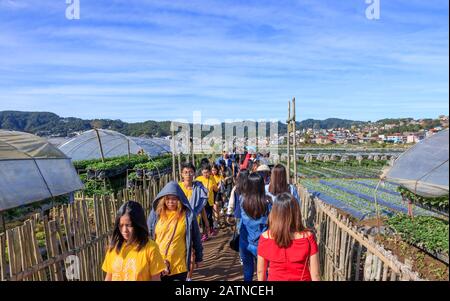 Baguio City, Filippine - 22 Dicembre 2019: Turisti Alla Strawberry Farm Di Baguio Foto Stock