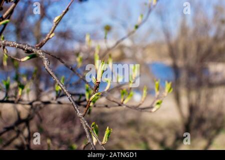 giovani germogli di nocciolo su un ramo di albero in primavera all'inizio sulla riva del fiume. Modello per la progettazione. Spazio di copia. Foto Stock