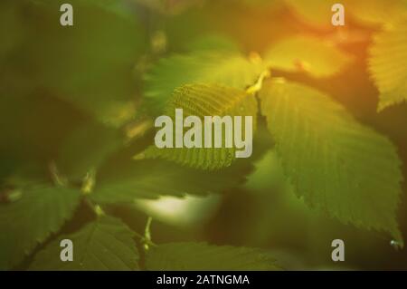 Foglie soleggiate di nocciolo. Foglie di nocciolo giallo-verde traslucide sullo sfondo di una foresta offuscata. Modello per la progettazione. Spazio di copia. Foto Stock