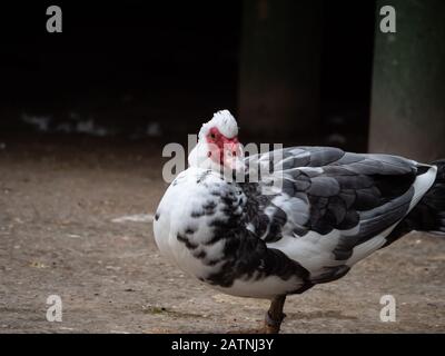 Anatra moscovy nel parco pubblico del Retiro di Madrid Foto Stock