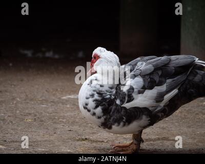 Anatra moscovy nel parco pubblico del Retiro di Madrid Foto Stock