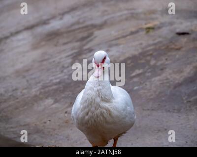 Anatra moscovy nel parco pubblico del Retiro di Madrid Foto Stock