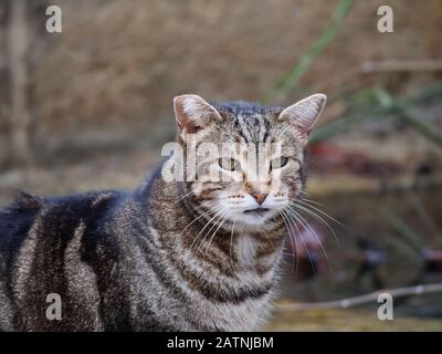 acqua potabile di gatto marrone e nero in una fontana del parco Foto Stock