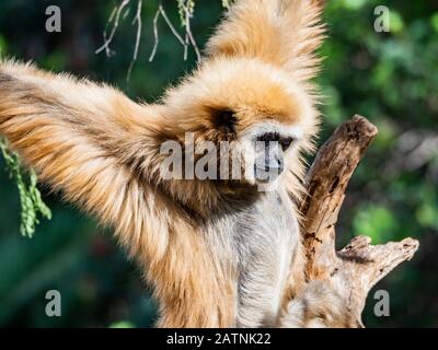 gibbon di bianco tramandato negli alberi Foto Stock