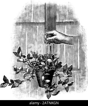 Antica linea d'arte vintage illustrazione, incisione o disegno di mano che tiene la pianta appesa o vaso di fiori. Da prenotare Piante in camera, Praga, 1898. Illustrazione Vettoriale