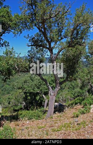 Querce di sughero spogliate della loro corteccia, Sierra de los Alcornocales, Andalusia, Spagna Foto Stock