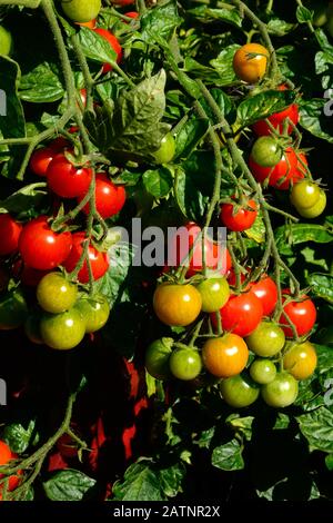 Losetto varietà di pomodori di maturazione sulla vite, REGNO UNITO Foto Stock