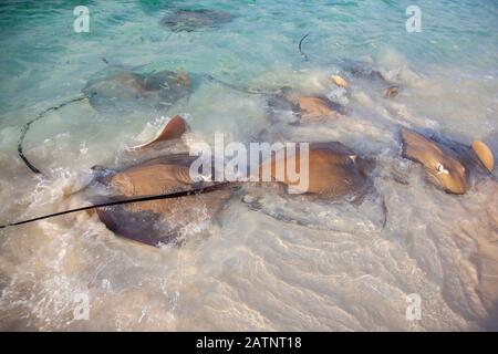 Razze animali pericolosi sulla spiaggia alle Maldive Foto Stock