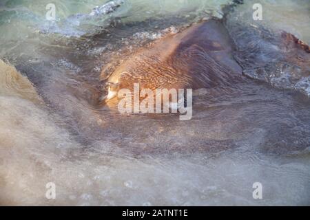 Razze animali pericolosi sulla spiaggia alle Maldive Foto Stock