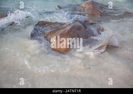 Razze animali pericolosi sulla spiaggia alle Maldive Foto Stock