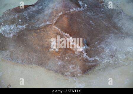 Razze animali pericolosi sulla spiaggia alle Maldive Foto Stock