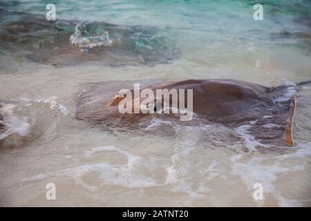 Razze animali pericolosi sulla spiaggia alle Maldive Foto Stock