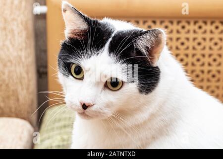 Gatto Bianco nero con le orecchie e gli occhi gialli, ritratto di close-up Foto Stock