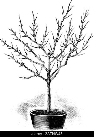 Antica linea d'arte vintage illustrazione, incisione o disegno di primavera taglio di fuchsia albero, pianta o fiore in vaso . Da prenotare Piante in camera, Praga, 1898. Illustrazione Vettoriale