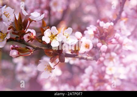 Fiori di albicocca che fioriscono con petali bianchi luminosi e fragranti che possono essere usati per un biglietto di auguri. Primavera sfondo sfocato della natura. Foto Stock