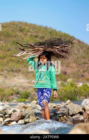 Halon Dam India Feb 02.2020 : piccola ragazza che attraversa il fiume con un fascio di rami di alberi secchi sulla sua testa. Foto Stock