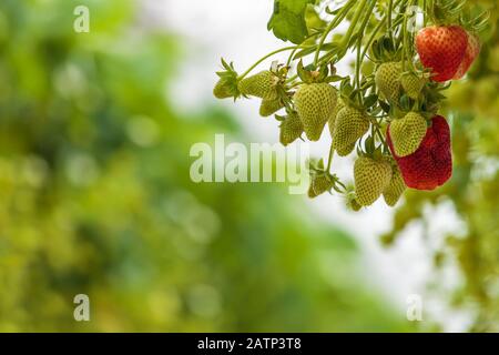 File di fragole verdi e rosse mature e acerbo in serra Foto Stock