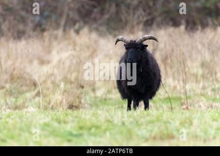 Una singola pecora ebrida nera nel prato della riserva naturale di Warnham, corna grandi di lana nera in piedi sull'erba. Usato in gruppi per pascolare vegetazione. Foto Stock