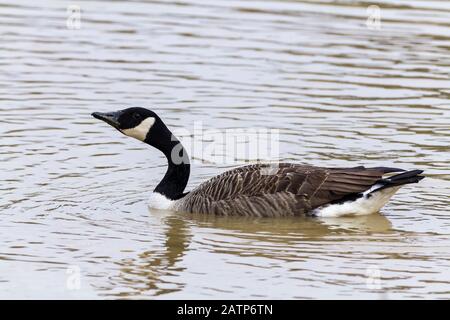 Canada oca Branta canadensis grande uccello d'acqua a collo lungo testa e collo nero con guance bianche petto e corpo di moncone altrimenti grigio marrone, nero fattura. Foto Stock