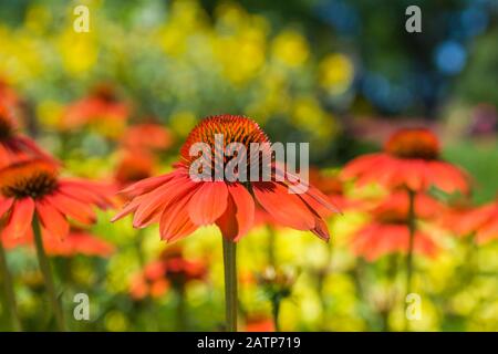 Echinacea 'ombrero Adobe Orange' - Coneflower in estate Foto Stock