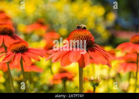 Bumbus - Bumblebee foraggio per nettare su Echinacea 'ombrero Adobe Orange' - Coneflower in estate Foto Stock