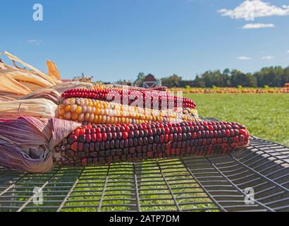 Mais indiano decorativo in esposizione presso l'azienda agricola Foto Stock