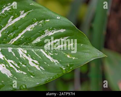 hosta foglia macro Foto Stock