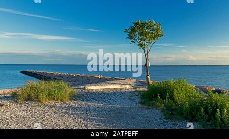 L'albero di Lone sulla parete del mare al tramonto. Vista grandangolare. Foto Stock