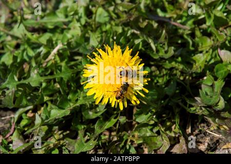 Due vespe si siedono su un dandelion giallo fiore Foto Stock