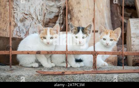 Tre cuccioli di gatto curiosa, bicolore bianco con motivo rosso e tabby van, seduta accanto a un muro di giardino dietro una recinzione di ferro, Grecia Foto Stock