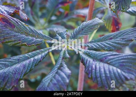 Foglie di castagno ingiallenti si chiudono in autunno Foto Stock