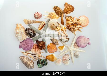 A lot of different shells on a white background. Seashells collected on vacation. Everyone loves to collect shells. Sea treasure. Foto Stock