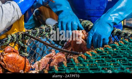 I pescatori che tengono i granchi vivi mentre indossano i guanti in modo da possono ordinare i granchi in bidoni separati per la taglia da vendere al mercato. Foto Stock