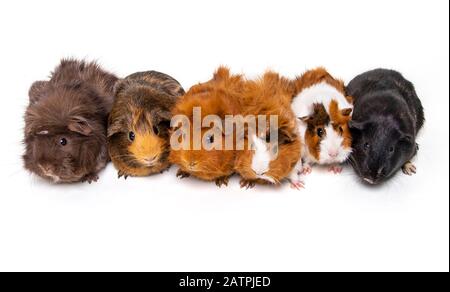 Una mandria di cavie (cavia porcellus) si allineano per un ritratto; Studio Foto Stock